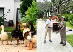 Đàn vịt 'lạc trôi' theo lũ dữ đến resort 5 sao được chăm sóc như spa