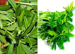 Đừng chỉ ăn củ, lá loài cây này quý như 'nhân sâm người nghèo', mọc um tùm như cỏ dại