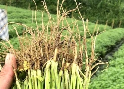 Lợi ích sức khỏe của rễ rau mùi