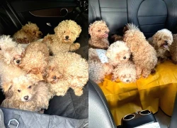 Nuôi tới 79 con chó trong nhà, người phụ nữ bị phạt hơn 400 triệu đồng