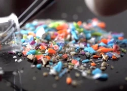 Ô nhiễm nhựa vi mô trong thực phẩm
