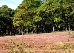 Rực rỡ sắc cỏ hồng trên đồi thông Ia Dêr