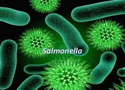 Salmonella- Thủ phạm của nhiều vụ ngộ độc thực phẩm lớn, nguy hiểm thế nào?