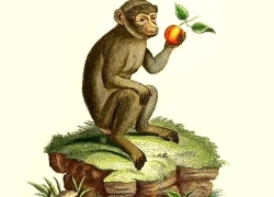 Tử vi 12 con giáp Chủ Nhật ngày 30/11/2025: Tài lộc khởi sắc, tình duyên ấm áp