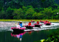 Tam Cốc ngọt lịm mùa hoa súng