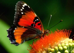 Tháng sinh Âm lịch của người có năng lực xuất chúng