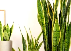 Lưỡi hổ là cây hút tài hay phá tài? Xem lại cách bạn đang đặt cây trong nhà