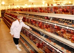 Các trang trại gà ở Jamaica bị ảnh hưởng nặng nề do con bão Mellisa