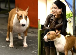 Cam thường bắt cận "thần thái" chú chó giống hệt Cậu Vàng (Mr. Gold) ngoài đời