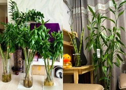 Cây trúc may mắn bị "cấm cửa" vì 4 lý do này: Hãy nghe lời khuyên của tôi - đừng trồng nó nữa!