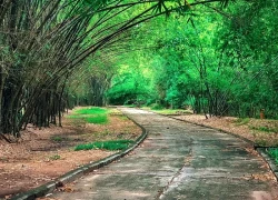 'Chạm' vào làng tre Phú An Bảo tàng 'sống' của tre Việt