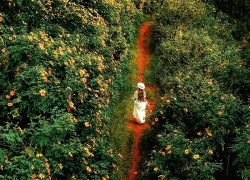 Đà Lạt vào mùa dã quỳ đẹp nhất năm