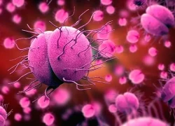 Hà Nội ghi nhận ca mắc não mô cầu là nam thanh niên 24 tuổi