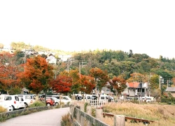 Mùa cỏ lau bên hồ Yamanaka ở Nhật Bản