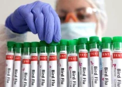 Nguy cơ dịch cúm gia cầm lan rộng khắp châu Âu