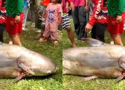 Ngư dân bắt được con cá tra dầu khổng lồ nặng 200kg trên sông