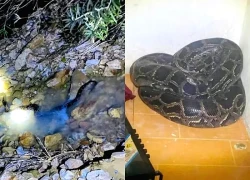 Người dân phát hoảng khi mở cửa, thấy con trăn lớn 'ghé thăm' nhà mình