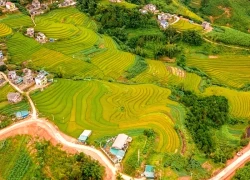 Rộn ràng lúa vàng, lau trắng vào mùa trên biên cương Quảng Ninh