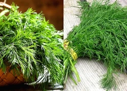 Thì là loại rau 'nhỏ nhưng có võ' với những lợi ích sức khỏe bất ngờ