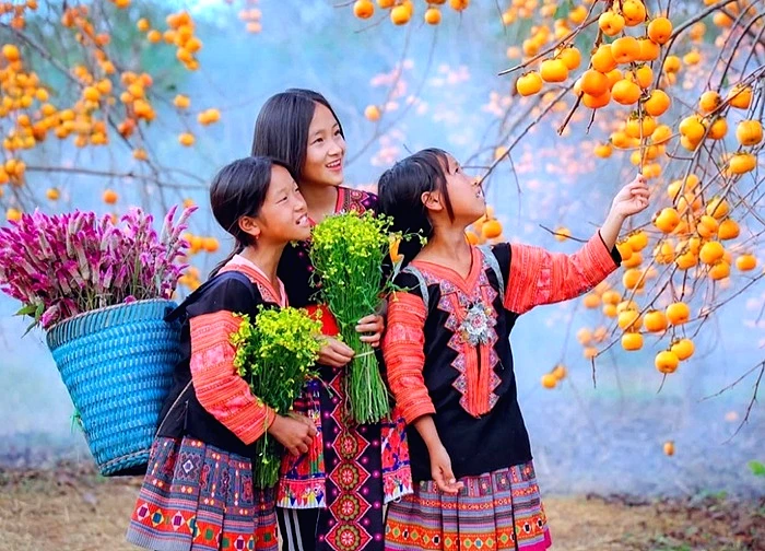 Thích mê vườn hồng trĩu quả, chín mọng giữa lòng Mộc Châu