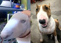 Thông báo khẩn từ chủ quán nướng Hà Nội có chú chó giống hệt "cậu Vàng" trong game Phở Anh Hai