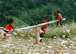Tuyên Quang tổ chức lễ hội hoa tam giác mạch vào cuối tháng 11