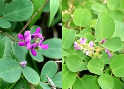 Chữa thận hư bằng thuốc nam: Bác sĩ cảnh báo rủi ro từ 4 loại cây phổ biến