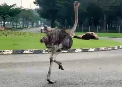 Đà điểu chạy trên đường ở TPHCM đã chết