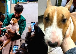 Đề nghị dừng quay phim, chụp ảnh 'Cậu Vàng'