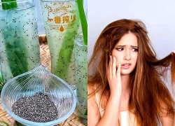 Khám phá bí quyết phục hồi tóc hư tổn từ lô hội và hạt chia