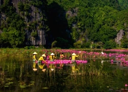 Netizen sục sôi khi hoa súng ở Ninh Bình đang vào "mùa đẹp nhất năm"