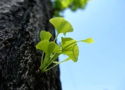 Ngày sinh Âm lịch của người mạnh mẽ: Càng trong nghịch cảnh càng vươn lên tỏa sáng rực rỡ