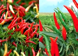 Ớt chỉ thiên: Vị cay quen thuộc, công dụng bất ngờ cho cơ thể