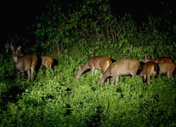 Xem thú đêm, trải nghiệm không thể bỏ lỡ tại Vườn quốc gia Cát Tiên