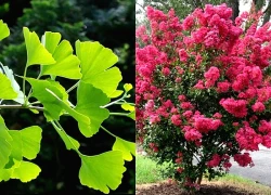 Trồng 3 cây này trong nhà: Tà khí không dám bén mảng, tiền tài tự tìm đến