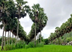 Về Bảy Núi săn ảnh, xem đua bò