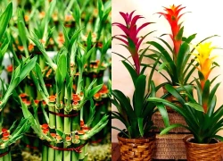 3 cây vừa trấn trạch vừa đuổi rắn: Nhà giàu thích trồng