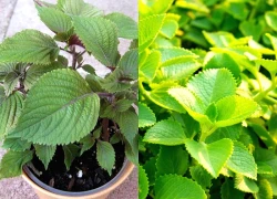 5 loại cây gia vị trong vườn vừa đuổi muỗi hiệu quả, vừa là thuốc quý: Rất dễ trồng