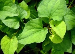 Bí quyết làm đẹp da từ những cây thuốc nam quen thuộc