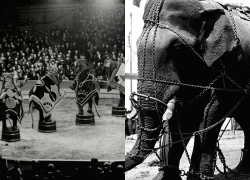 Con voi bất hạnh nhất lịch sử