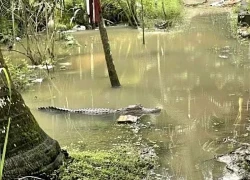 Chưa tìm thấy tung tích cá sấu 1,5 m từng xuất hiện sát nhà dân ở Cần Thơ