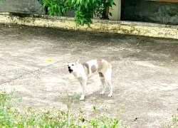 Gia Lai ghi nhận 8 ca tử vong do bệnh dại