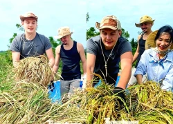 Khách Tây kể chuyện gặt lúa, bắt cua ở Cô Tô