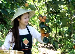 Khám phá mùa quả hồng trên cao nguyên Đà Lạt