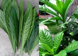 Lá xương sông có tác dụng gì?