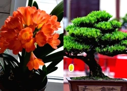 Loài cây "dễ chiều" hơn kim tiền 100 lần, trồng đâu xanh đó, tài lộc kéo vào nhà