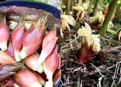 Loại rau mọc hoang ở rừng nhưng được coi là 'nhân sâm châu Á'