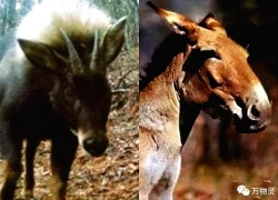 Loài vật quý hiếm bậc nhất hành tinh bất ngờ tái xuất sau 500.000 năm tuyệt tích