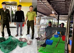 Hàng ngàn cá thể chim hoang dã bị đánh bắt và kinh doanh trái phép