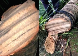 Chủ nhân clip hơn 6 triệu view "tôn bay cắt đứt lìa cây dừa" lên tiếng